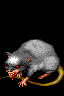 Rabid Rat