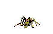 HUGE SPIDER
