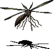 Giant Mosquito