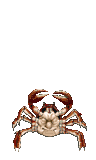 Face Crab